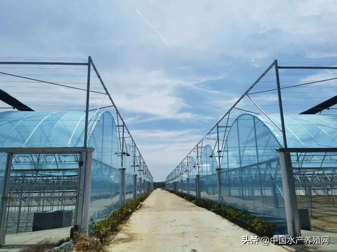 江苏螃蟹基地,探访阳澄湖螃蟹养殖区