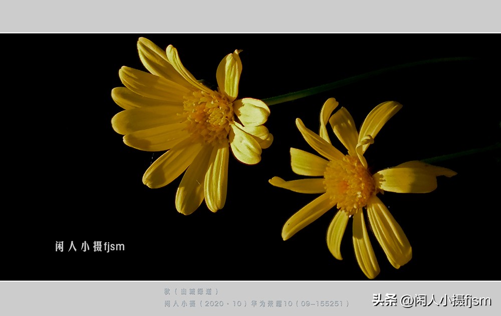 手机拍摄微距人像教程,关于手机微距摄影的一些小技巧