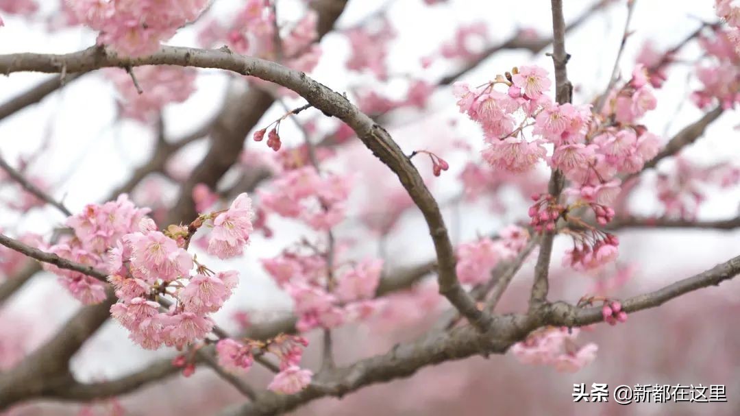 如果城市有颜色重庆,如果城市有颜色作文