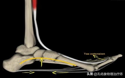 后背疼痛筋膜炎最好的恢复办法,后背肌筋膜炎全身不舒服