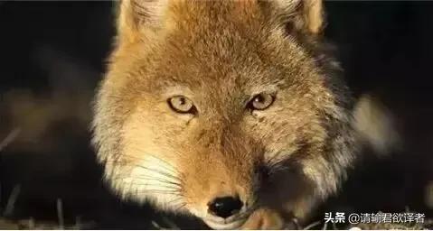 海底知识大全关于动物和植物,我们了解到了很多动物的知识