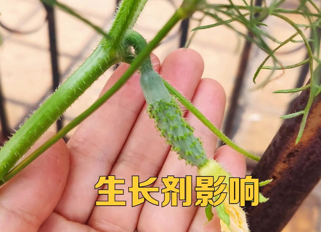 黄瓜为什么长得笔直还带花,黄瓜茎杆粗不长是什么原因