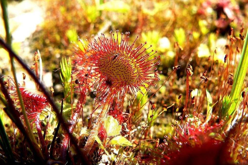 设置陷阱捕捉昆虫植物,设陷阱抓石斑鱼