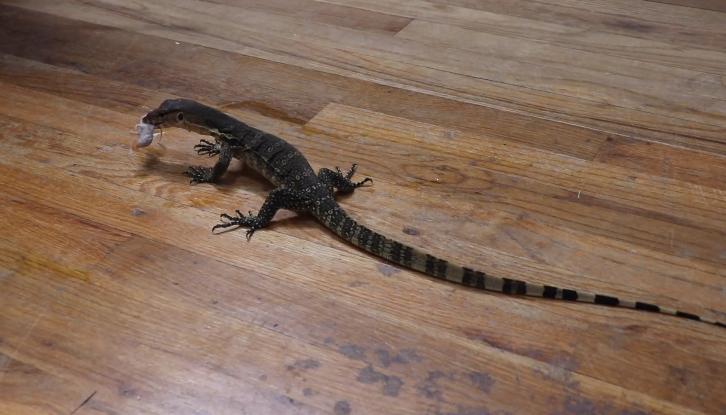 上海钓鱼佬钓起“五爪金龙”，差点牢底坐穿？金龙到底什么来头？