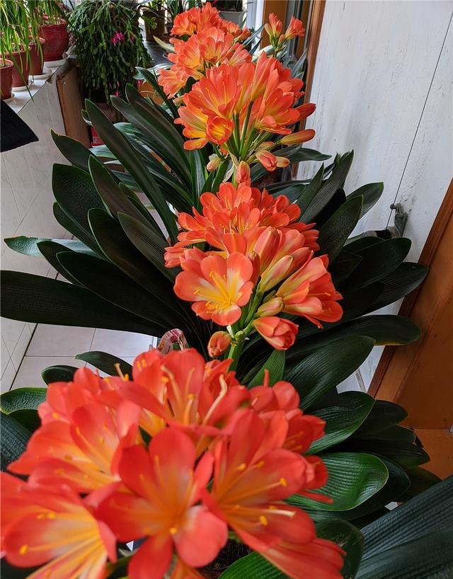 养花浇水你必须知道的浇水技巧,养花只浇水越养越不美