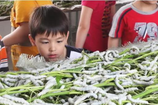 经营二十多年的真丝老店,中国传统丝绸工艺