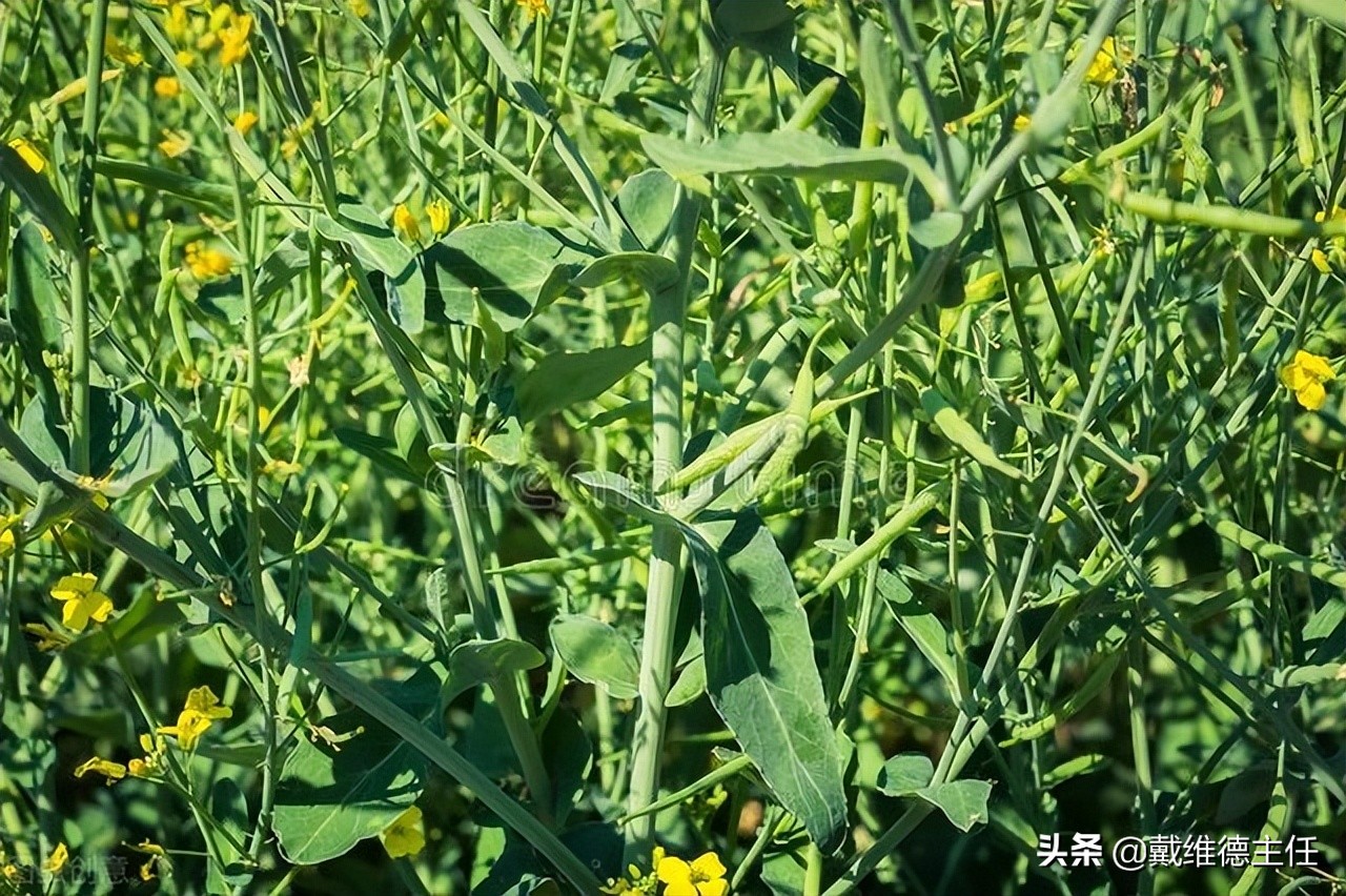 吃冬瓜海带的好处和功效,吃冬瓜对甲状腺有好处吗