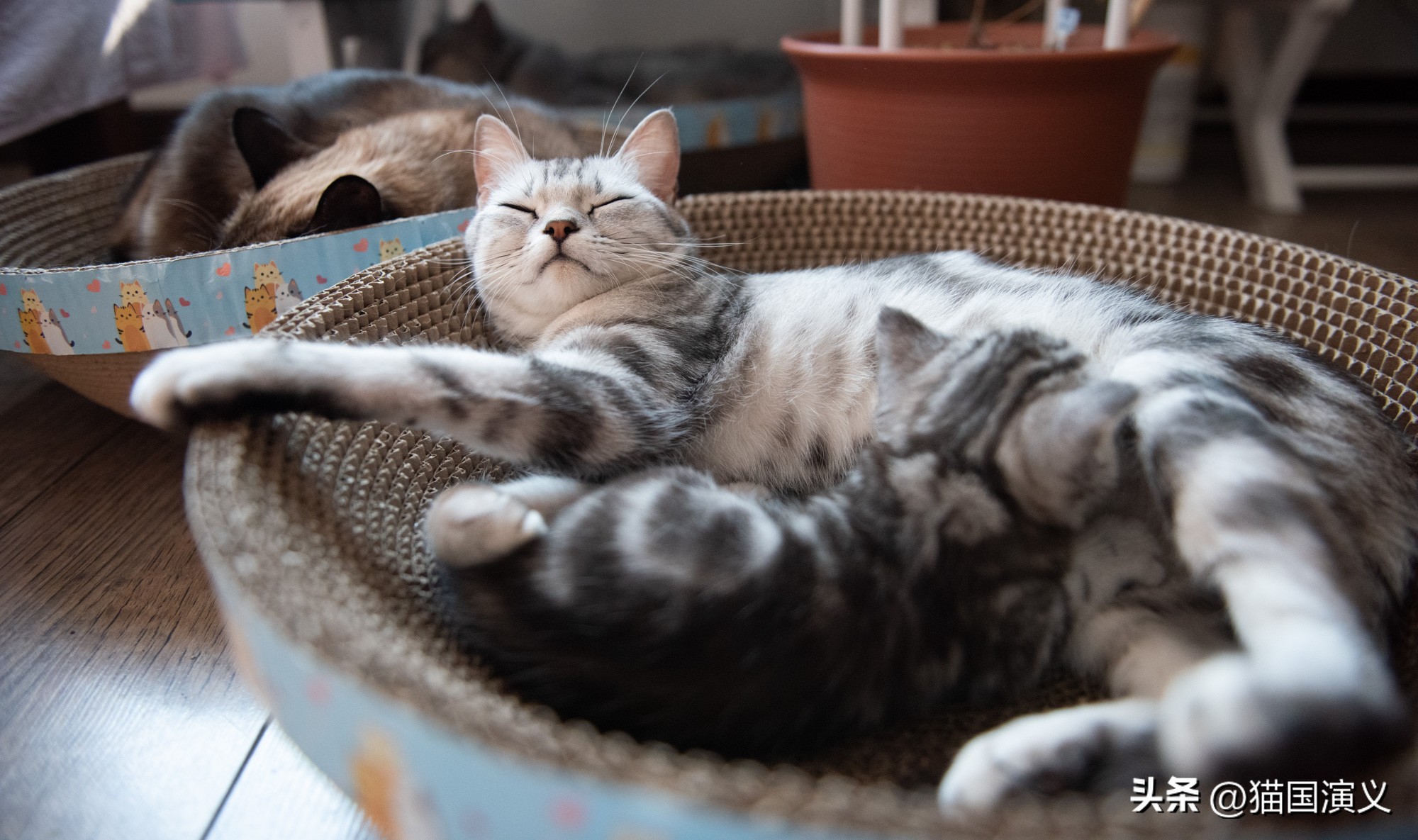 怎么让猫咪熟悉自己的猫窝 (猫咪适合什么样的猫窝)