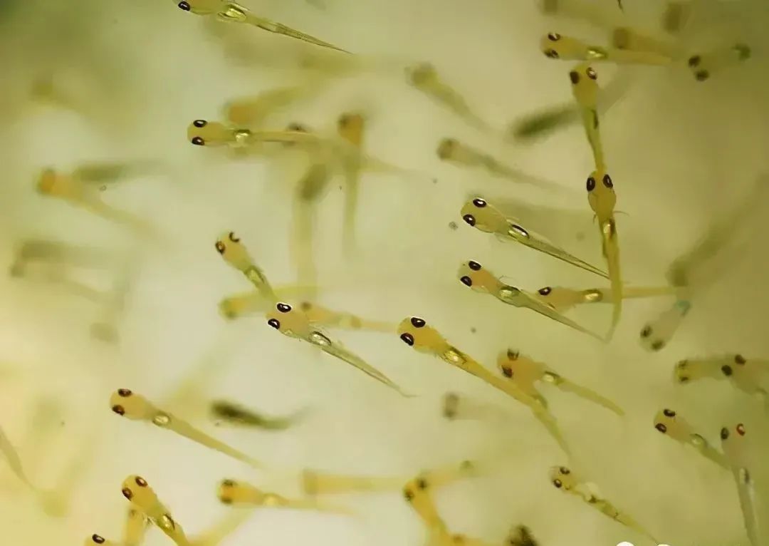 家鱼养殖如何投苗,养殖鱼技术和鱼苗