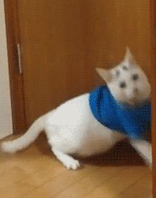 猫做核酸了么,猫核酸检测有必要做吗