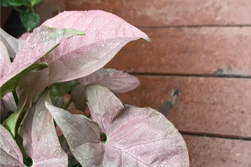 合果芋怎么养殖长得旺盛,合果芋怎么养