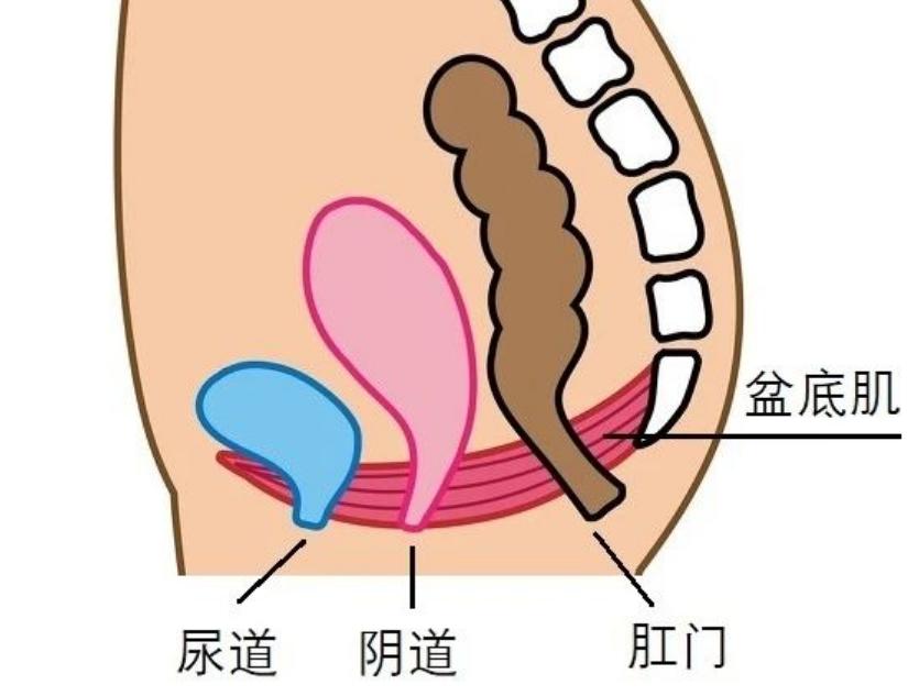 孕产瑜伽老师需要学习哪些内容,孕产老师