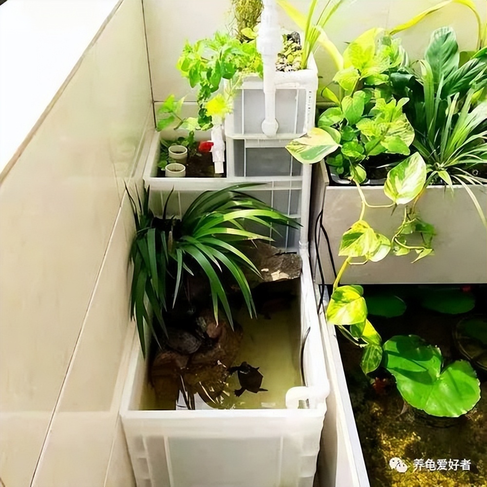 新手养龟建议养多大的呀,养龟环境越简单越好