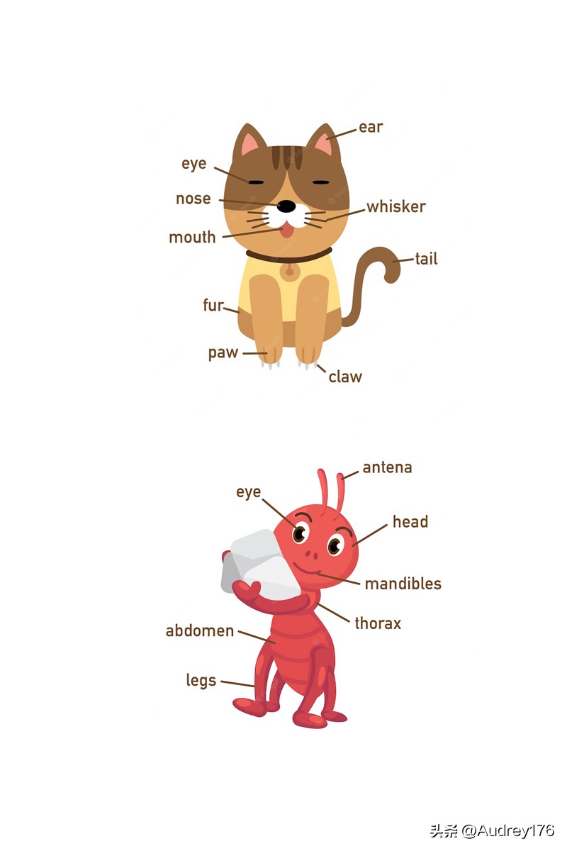 动物身体英语单词,动物身体部位英语