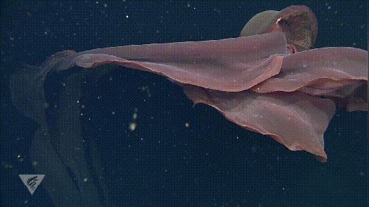 深海真实恐怖巨物,摄魂怪原型冥河水母