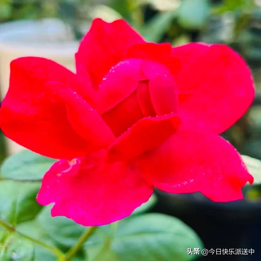 美醉了的月季花图片,各种颜色的月季花图片