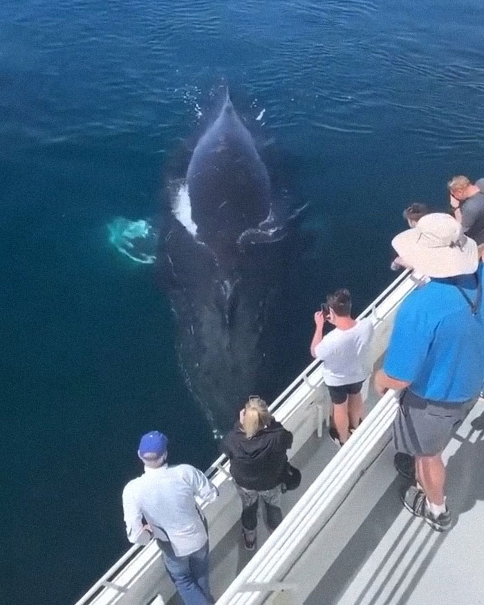 水下世界神秘视频,让人惊叹的水下视频