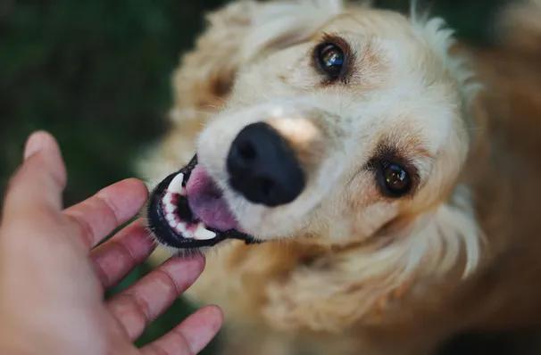 正确撸狗法,正确的撸狗姿势是什么样的