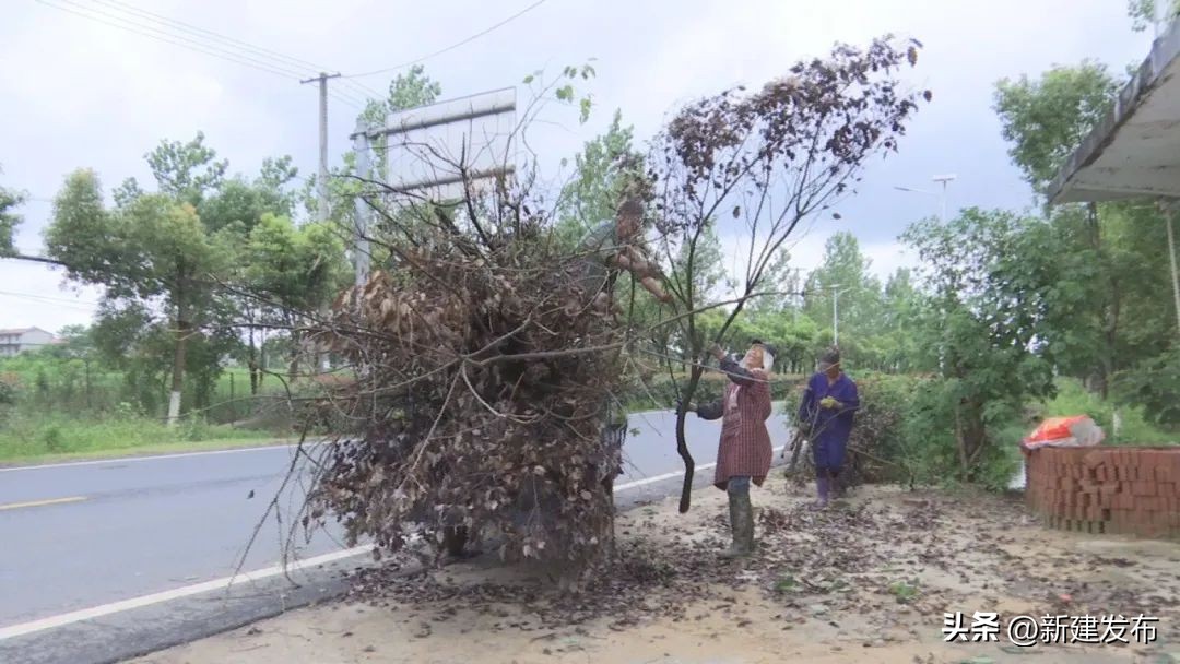 杏坪镇扎实推进农村人居环境整治,农村人居环境百日攻坚布置工作