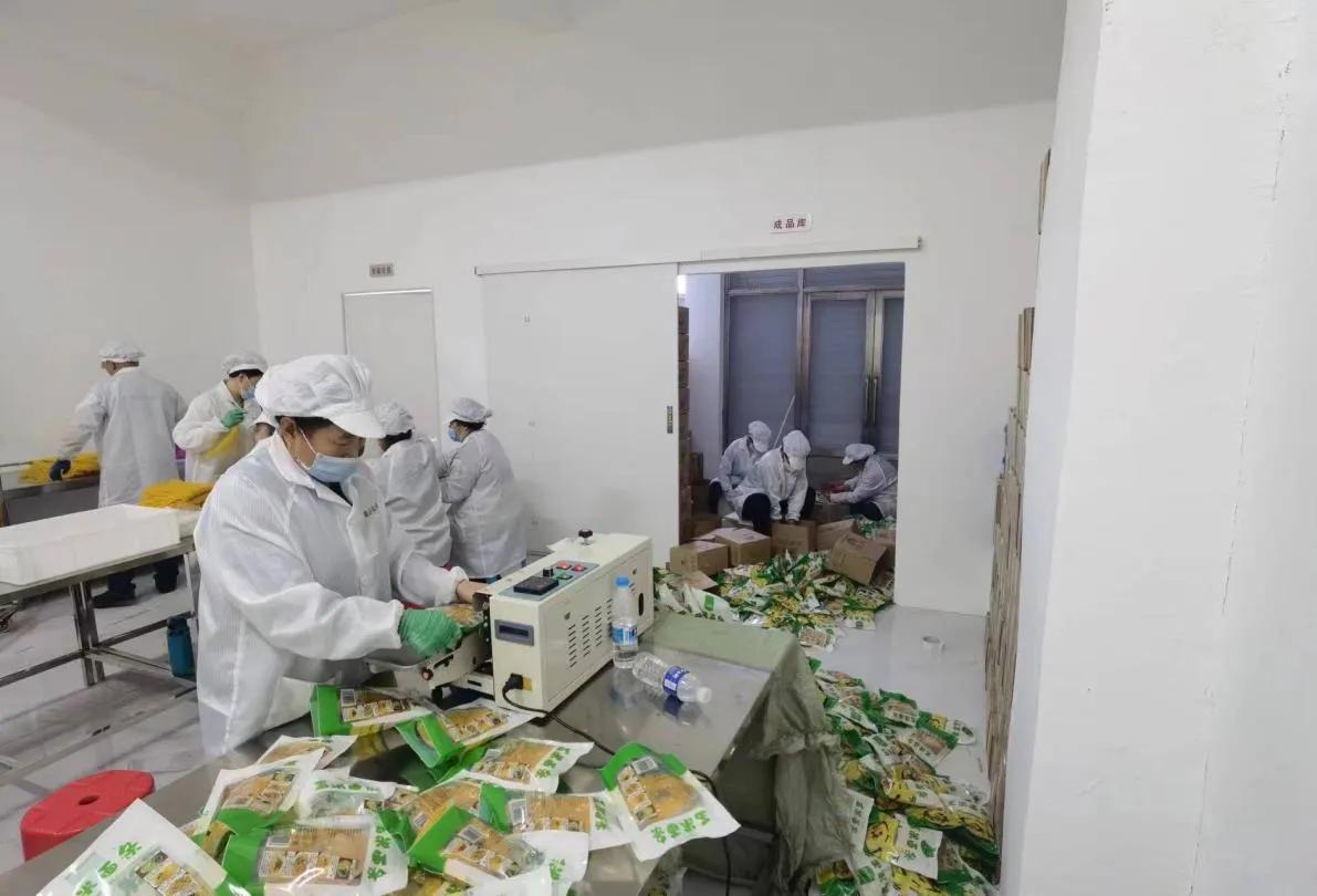 黑龙江明水县：巩固乡村振兴成果引进扶持新兴产业