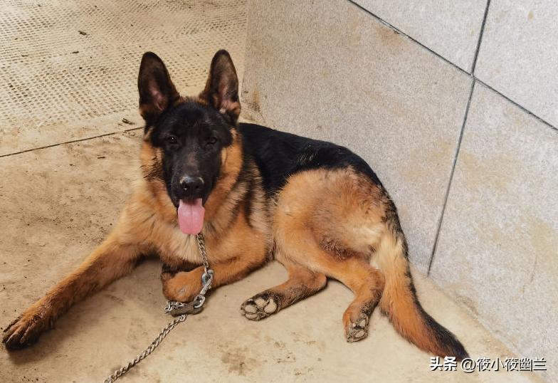 神奇狗狗小七,狗狗不咬从未见过的家人