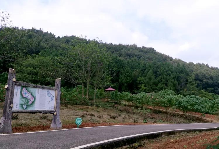 閲戝爞椴滆姳灞辫胺鍊煎緱鍘诲悧,閲戝爞椴滆姳灞辫胺娓歌