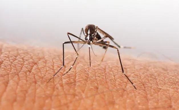 如何让蚊子远离,如何让蚊子吸你的血