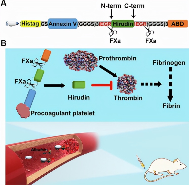 隐私部位也可能寄生！蚂蟥不小心吃下肚，会在人体内长期存活吗？