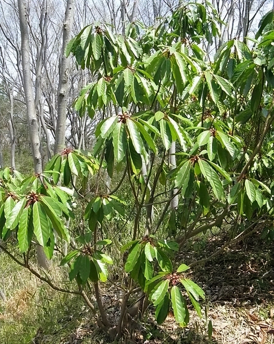 哪种石楠味道大,石楠为什么这么臭