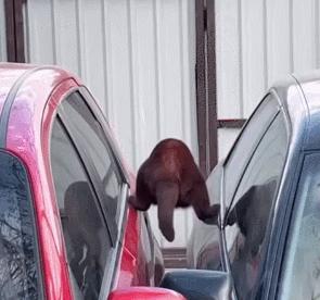 怎样测试猫咪的智商低还是高,如何测试猫咪的智商高不高