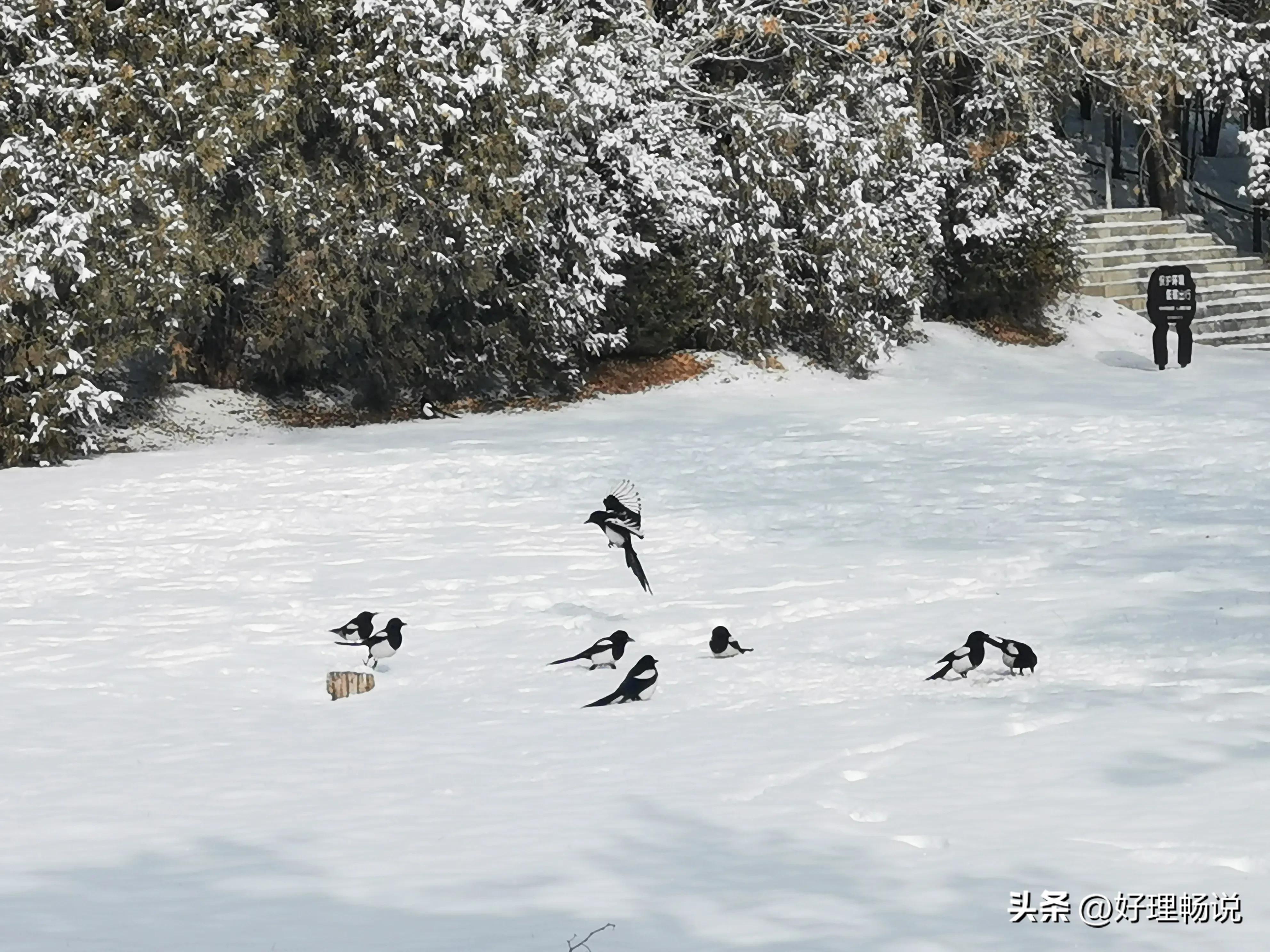 雪地上的喜鹊开饭了！喜欢出游的人们有新期待了！