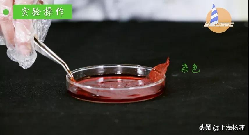 动手做一枚“叶脉书签”吧，好看又实用！【春节宅家手工】