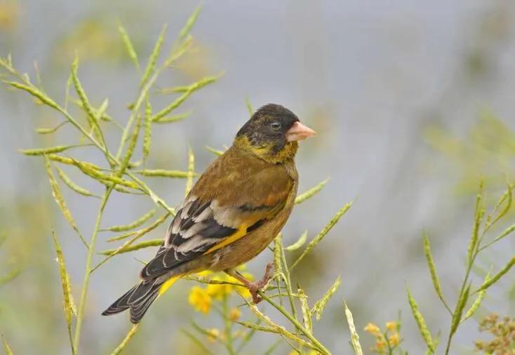 委内瑞拉纸币连号,委内瑞拉纸币演变