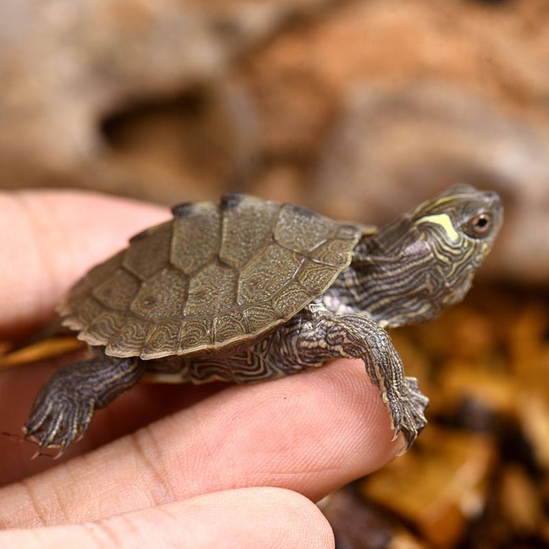 龟长期食龟粮好吗,龟吃龟粮好还是活的好