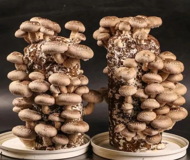 食用菌蘑菇的危害,食用菌是骗局吗能治病吗