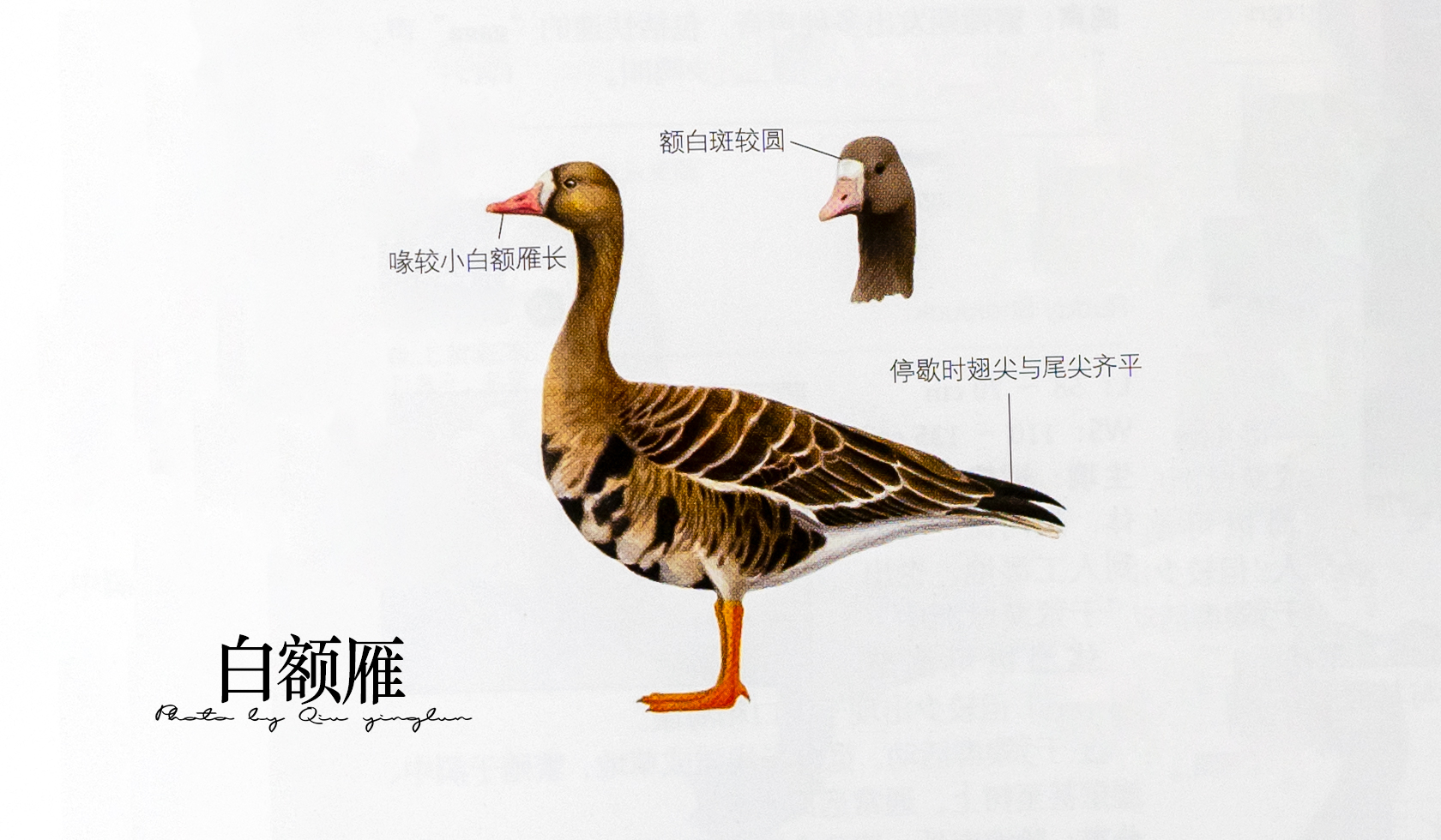 涓滄睙鎻借儨,涓滄睙鎻借儨楦熺被