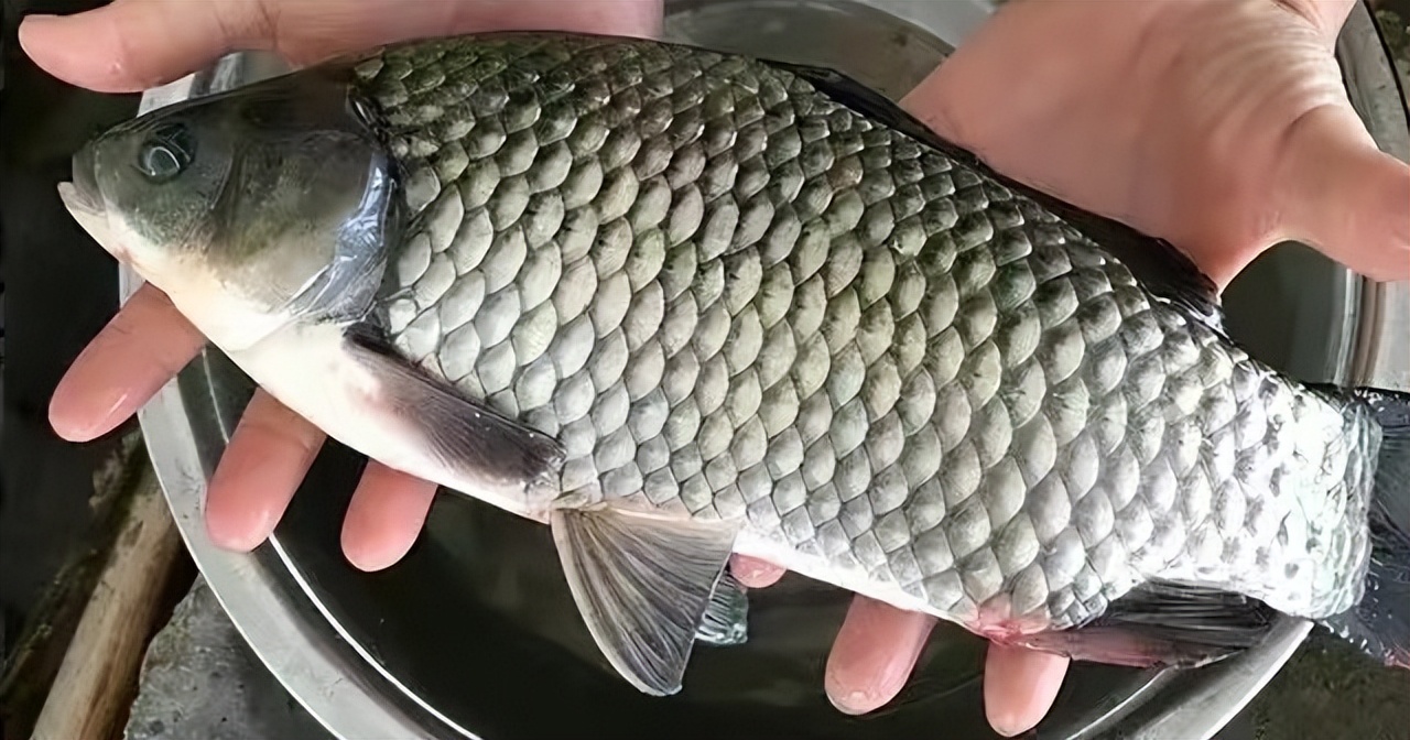 赶海怎么才能有收益,赶海的都是怎么赚钱