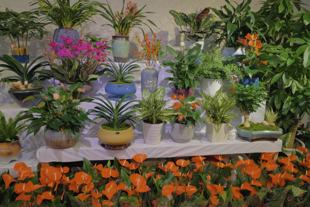 璐甸槼涔屽綋姘镐箰鑺卞崏甯傚満,涔屽綋闃挎牀鑺卞崏甯傚満