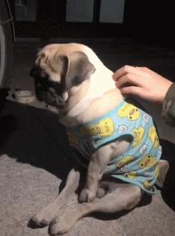 柴犬和巴哥犬的优缺点,鹰版巴哥犬优缺点