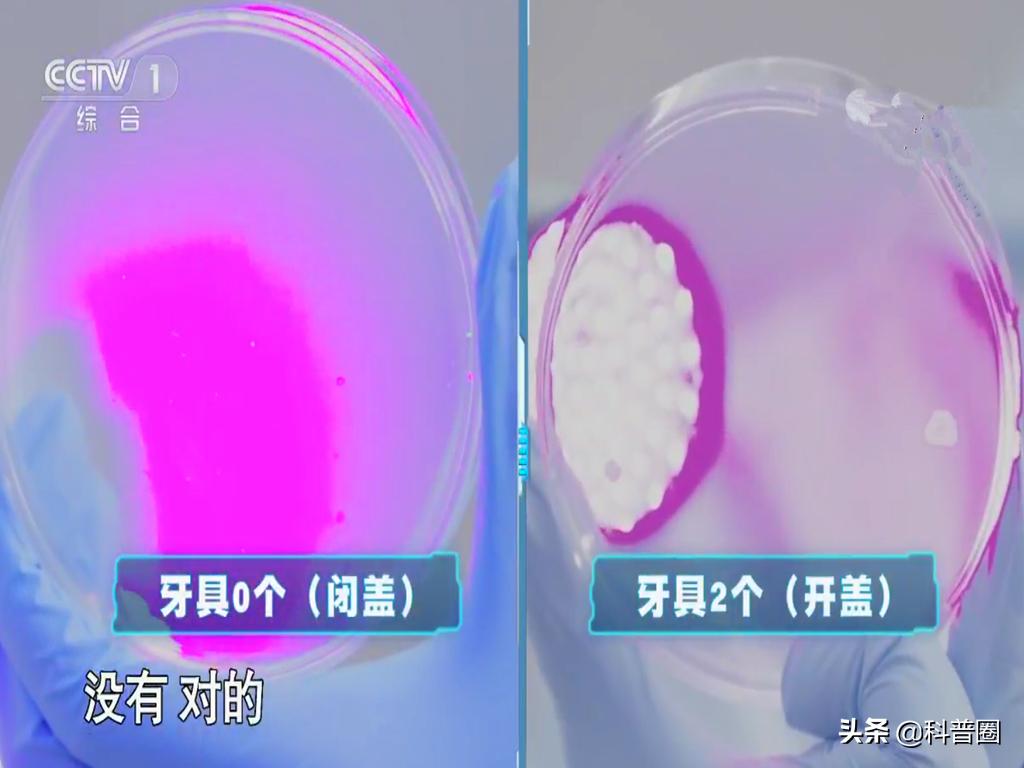 冲马桶时要不要盖盖子央视辟谣,冲马桶盖盖子和不盖盖子对比