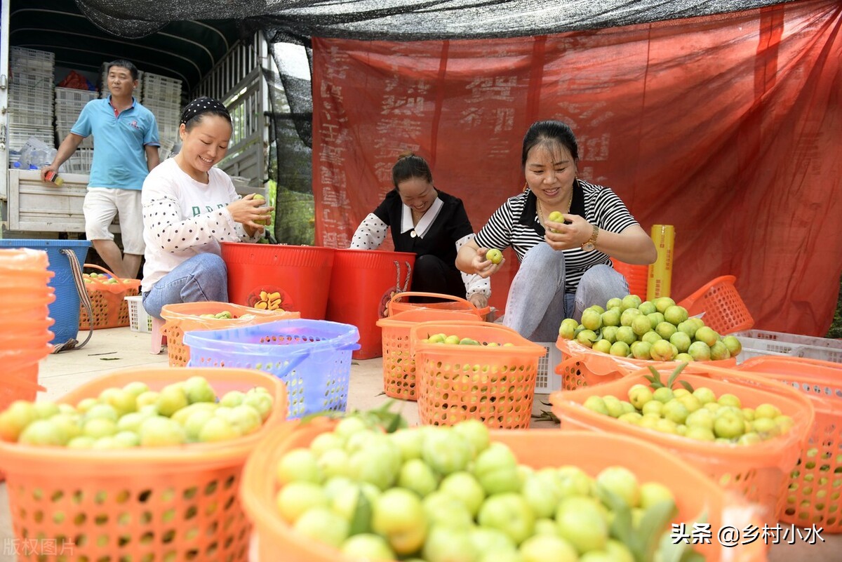 蜂糖李种植在哪些地方品质比较好,种植蜂糖李利润
