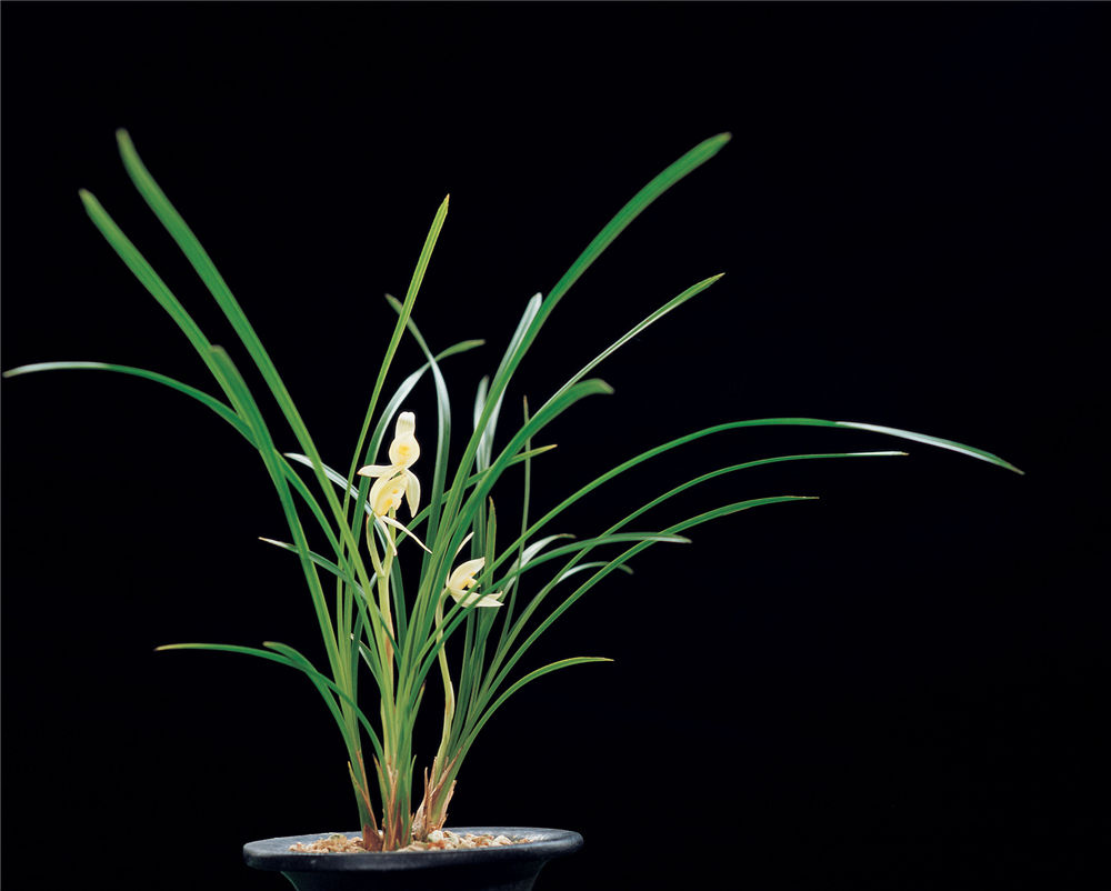 形容兰花幽香唯美的成语,形容兰花幽香的诗句