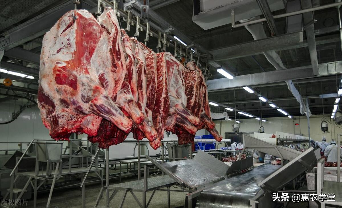 牛肉价格今天咋样,牛肉价格暴跌多少钱一斤