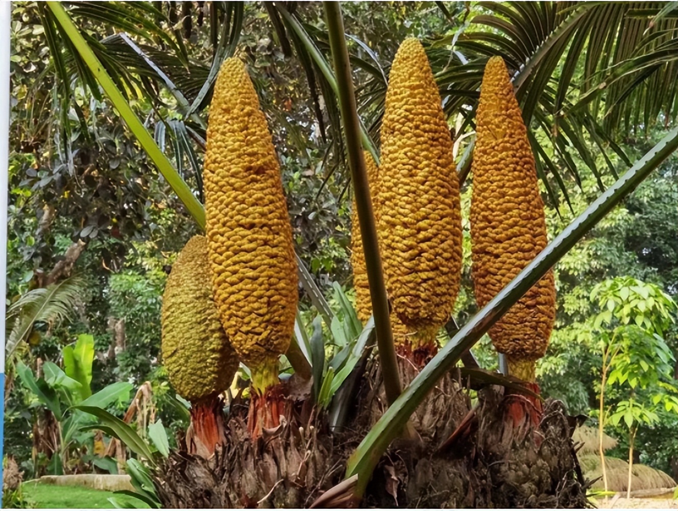 第一批中国珍稀濒危保护植物名录,2022国家林草局珍稀植物保护