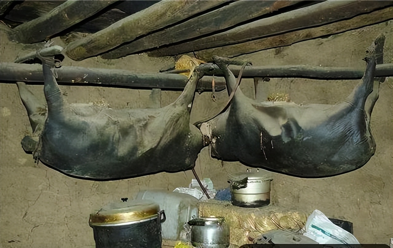 四川臭猪肉悬挂房梁30年,四川臭猪肉对人有什么危害