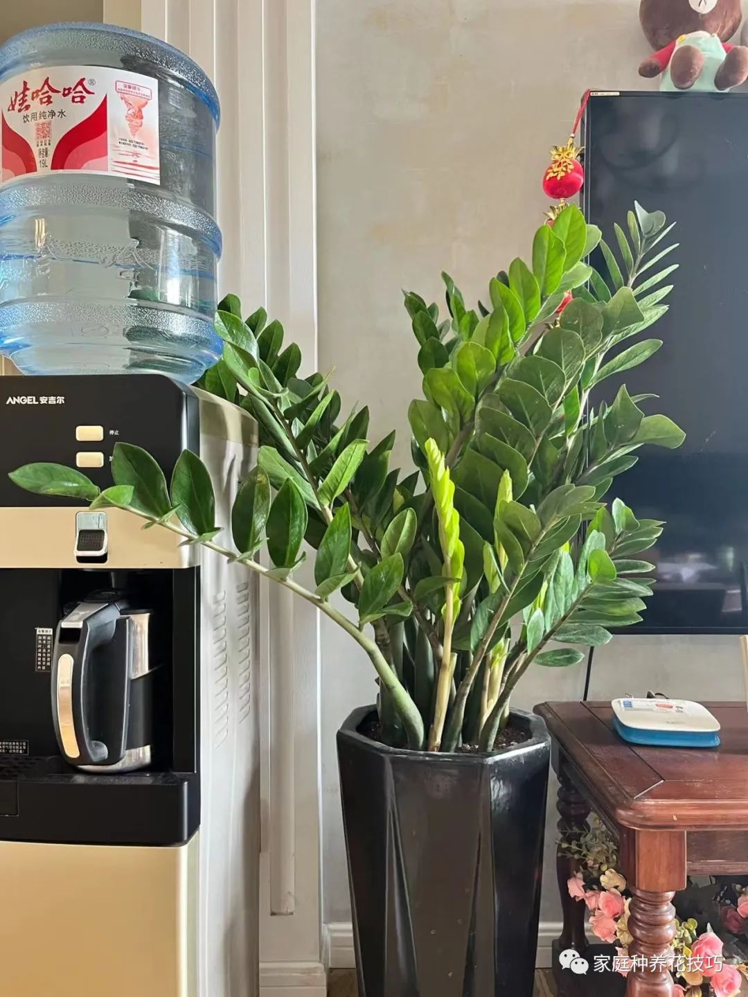 招财进宝植物的风水,寓意招财进宝的植物