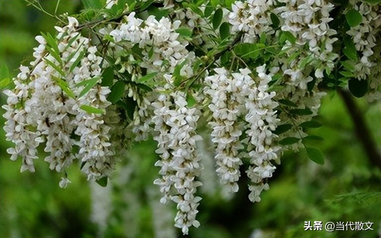 当代散文|家乡槐花飘香