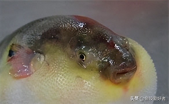 鱼胶是哪种鱼比较好,一分钟科普完鱼胶品种