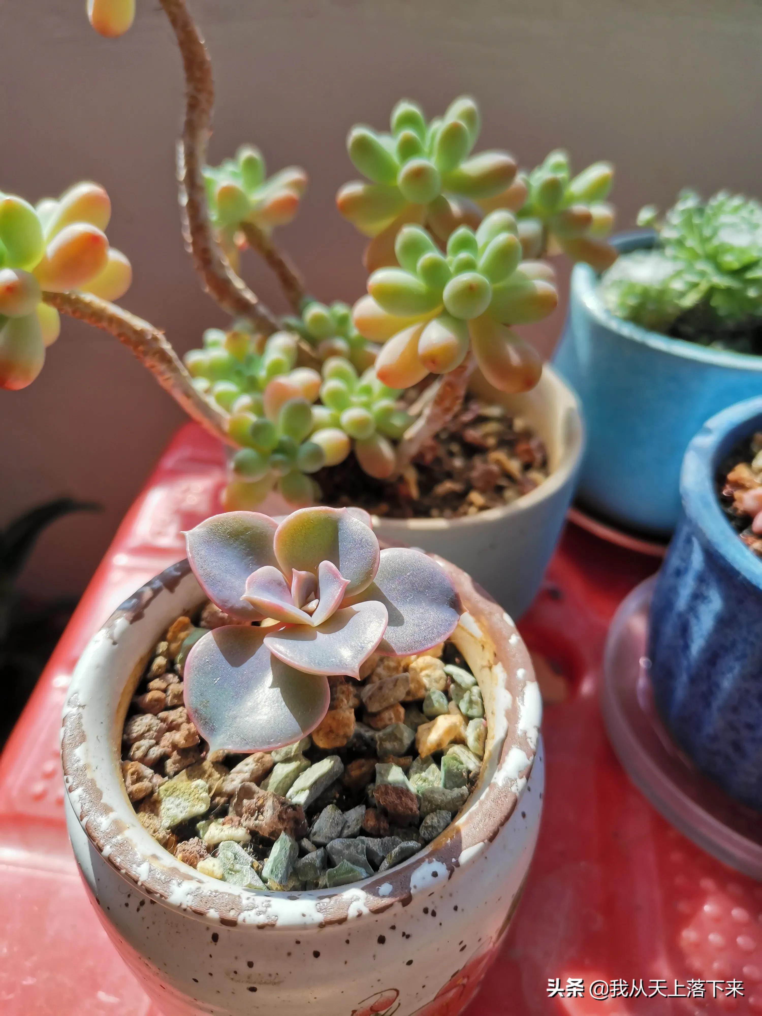 多肉品种及图片大全欣赏,多肉品种辨别图片大全欣赏