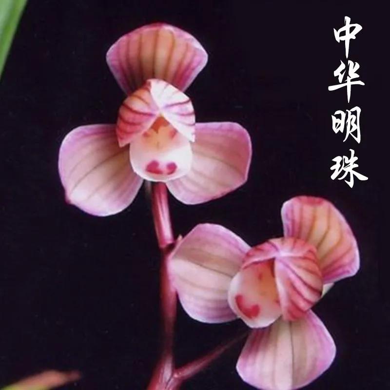 兰花品种大全四川,兰花品种鉴别方法